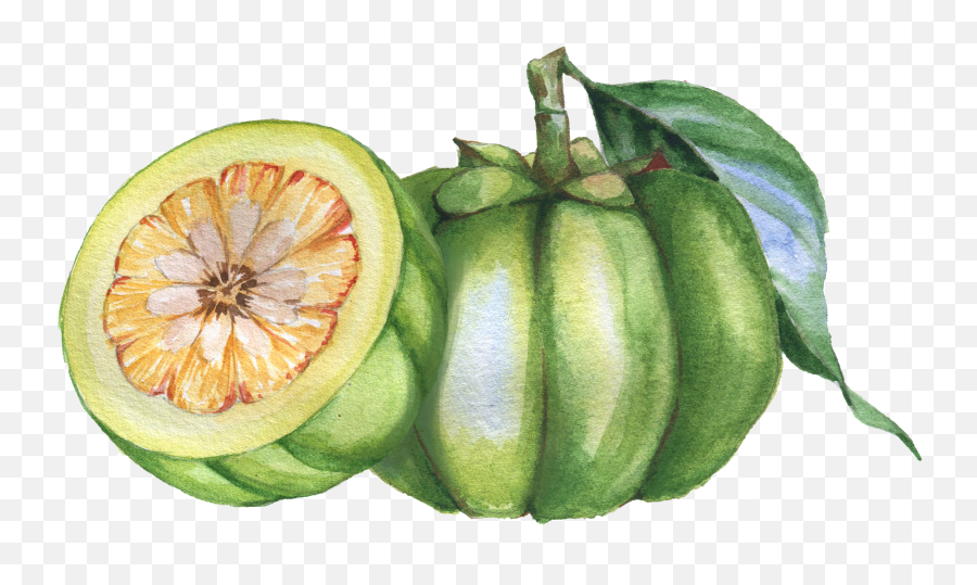 Garcinia Cambogia - The Predators Emoji,Citrus Fruit Named After A City In Morocco Emoji