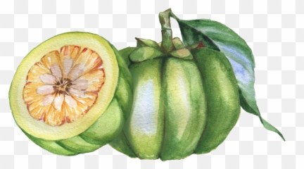Garcinia Cambogia - The Predators Emoji,Citrus Fruit Named After A City In Morocco Emoji