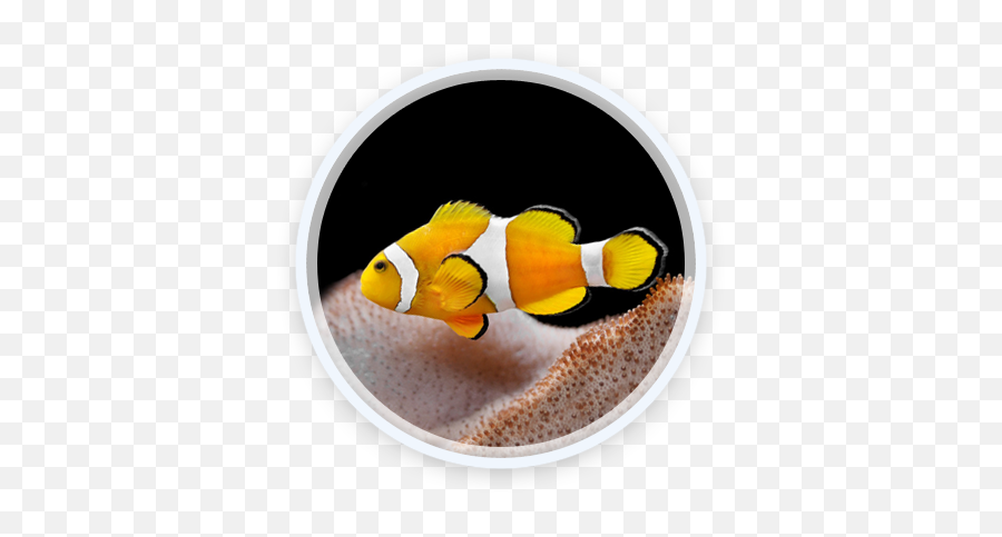 Index Of Wp - Contentpluginslayerslidersampleslider Emoji,1 Fish 2 Fish Red Fish Blue Fish In Emojis