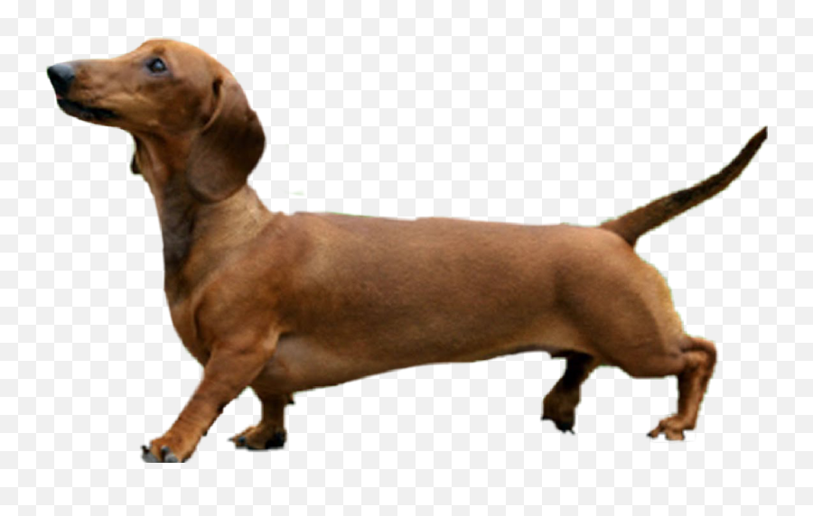The Most Edited Teckel Picsart - Dachshund Silhouette Png Emoji,Weenie Dog Emoji