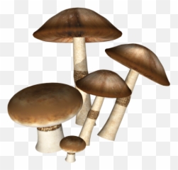 Icon - Dark Mushrooms Png Download 550500 Free Mushroom Png Hd Free Download Emoji,Mushroom Emoji