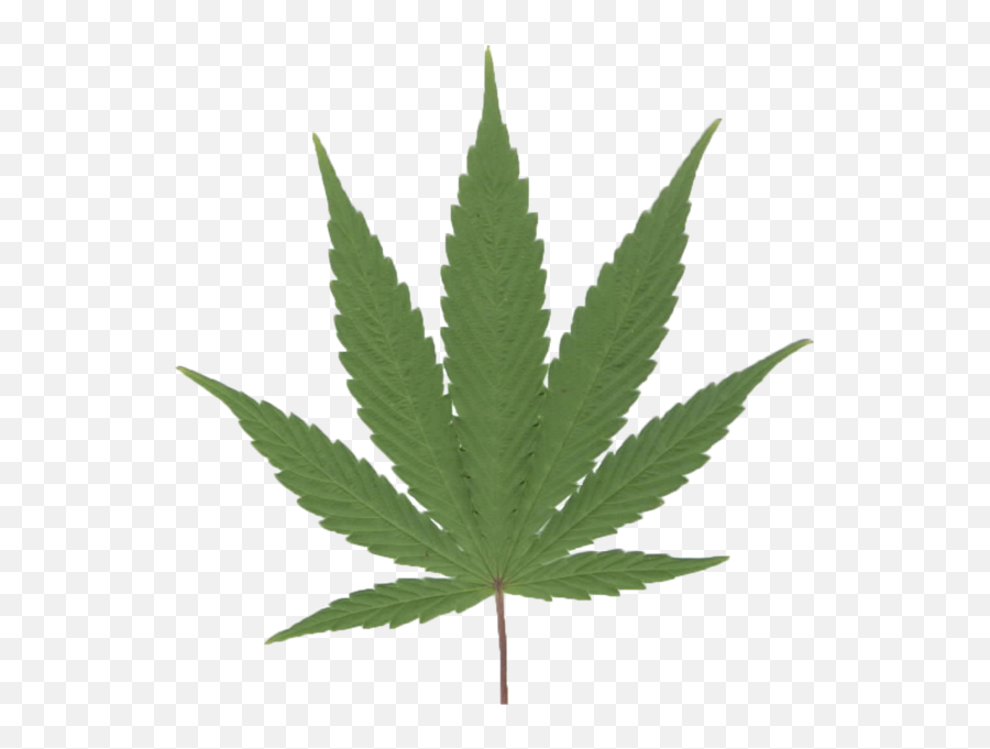 Weed Leaf - Marijuana Leaf Emoji,Weed Leaf Emoji