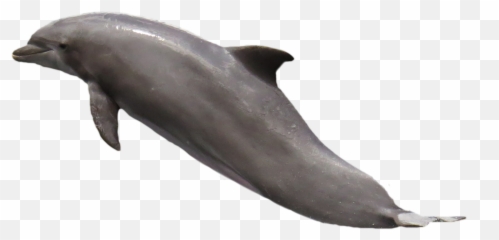 Dolphins Clipart Jpeg Dolphins Jpeg - Transparent Dolphin White Background Emoji,3 Dolphin Emoji