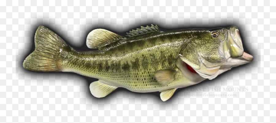 25 10 Lbs Largemouth Bass Fish - Pull Fish Out Of Water Emoji,True Human Emotion Drum And Bass