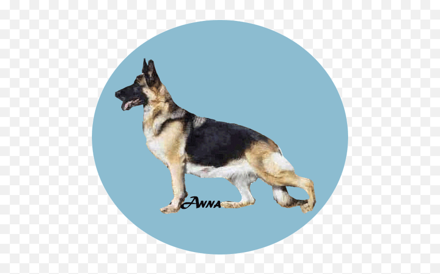 Lianna German Shepherds - Collar Emoji,How To Tell German Shepherds Emotions By Their Ears