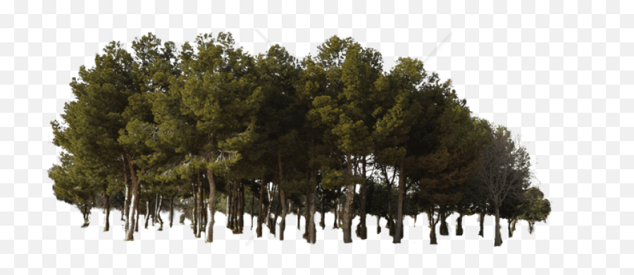 Temperate Coniferous Forest Png U0026 Free Temperate Coniferous - Forest Transparent Png Emoji,Pine Tree And Plant Emojis Facebook