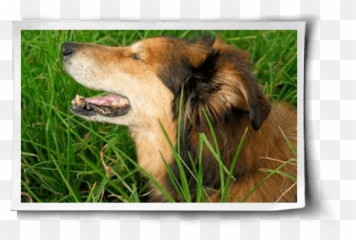 Vegan Dogs Cats Pets Veganism - Picture Frame Emoji,Dog Emotion Committed To Human Pg