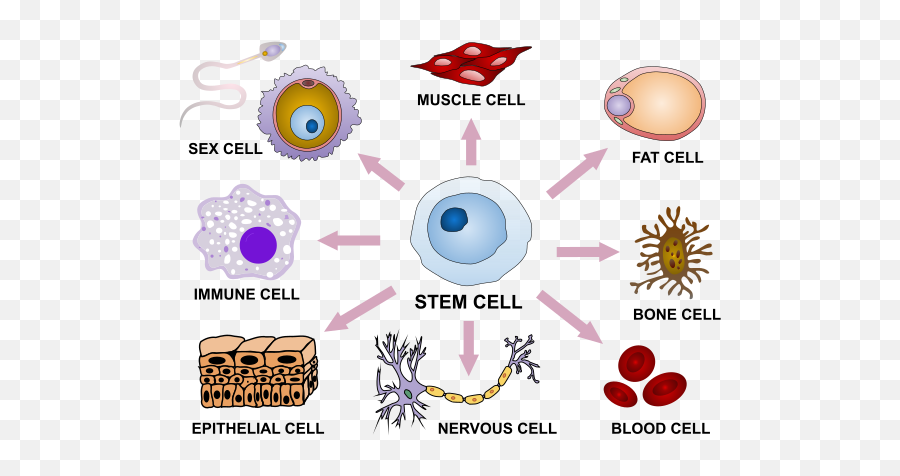 General Pmg Biology - Stem Cells Igcse Biology Emoji,Muscle Rabbit Text Emoticons