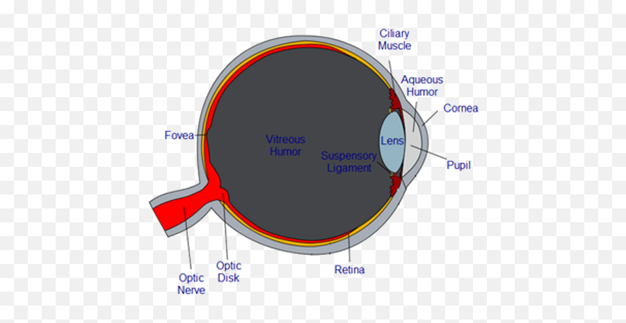 Images Of Cow Eye Anatomy Quiz - Dot Emoji,Bleeding.eyes Emoji