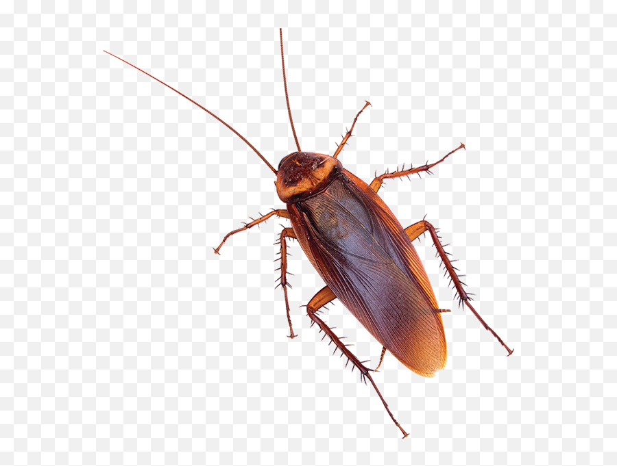 Home - Aable Pest Control Missouri Cockroaches Emoji,Facebook Cockroach Emoticon