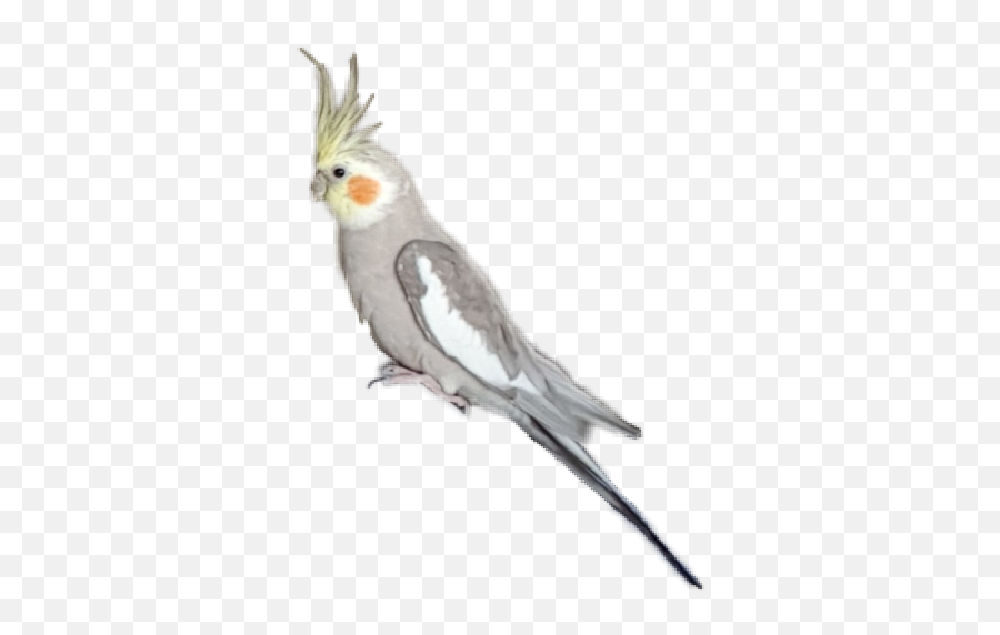 The Most Edited Cockatiel Picsart - Cockatiel Emoji,Apple Emojis Grey Bird