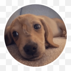 Wholesome Animals Stickers - Live Wa Stickers Dog Combined With A Unicorn Emoji,Emojis Lab Pups