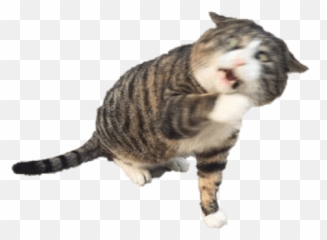 Cat Meme Stickers By Emoji,Scared Meme Emoji