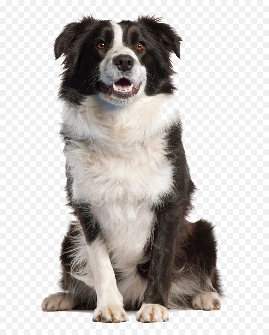 Border Collie Png Transparent Image - Border Collie Dog Png Emoji,Collie Emoji