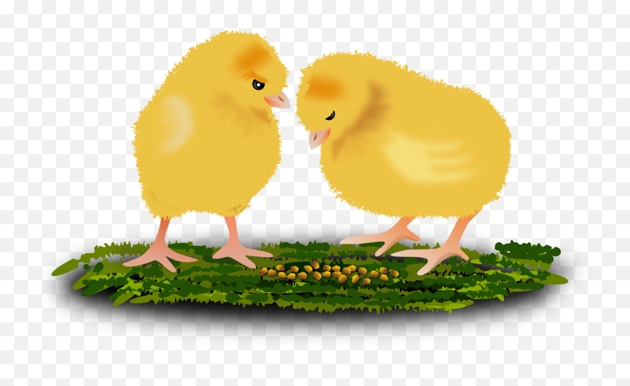 Chick Chicken Easter Sticker - Anak Ayam Ditinggal Induknya Emoji,Emoji Party Chick