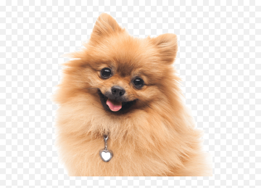 American Eskimo Dog Puppies For Sale - Adoptapetcom Pomeranian Puppy Red Emoji,White Fluffy Dog Emojis