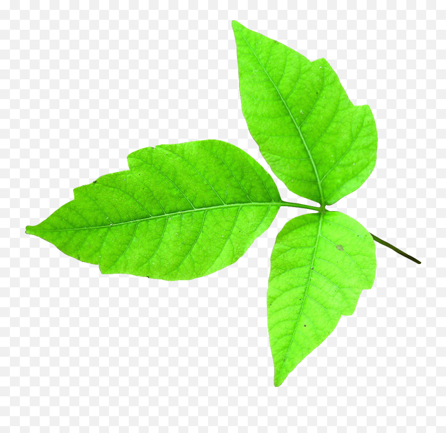 Poison Ivy - Transparent Poison Ivy Leaf Emoji,Poison Ivy Leaf Emoticon