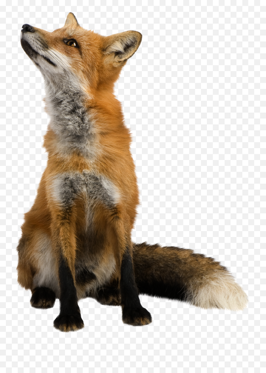 Fox Png High Quality Image - Fox Png Emoji,Fox Emojis Transparent Background
