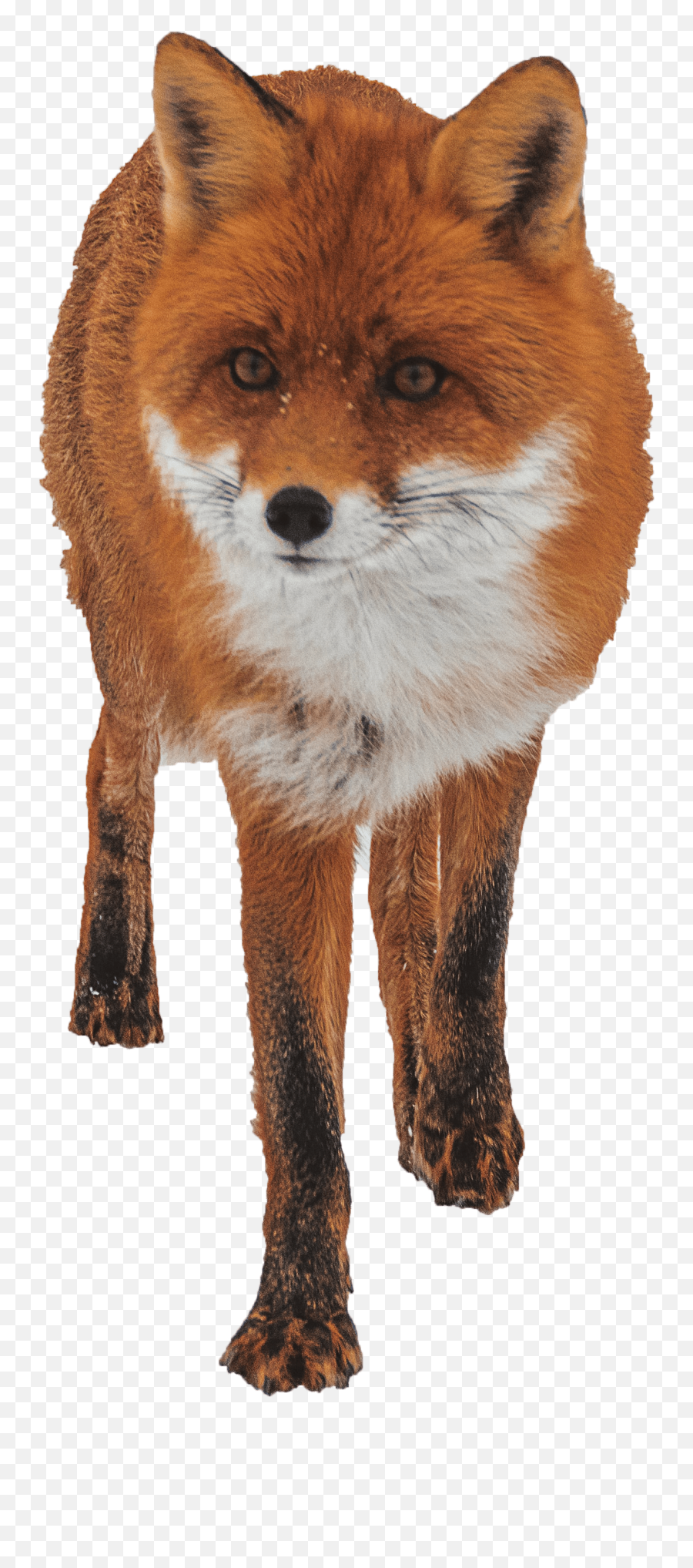 Emotions For Jhs Year 2 - Red Fox Emoji,Subjunctive With Emotion