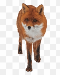 Emotions For Jhs Year 2 - Red Fox Emoji,Subjunctive With Emotion