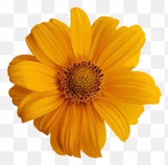 Free Yellow Flowers Flower Vectors - Pretty Flower Stickers Emoji,Yellow Flower Emoji Png