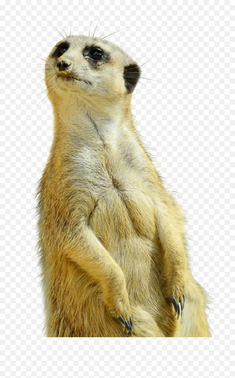 Meerkat Isolated Zoo Nature Curious - Meerkat Png Emoji,Levels Of Emotion In Zoo Animals