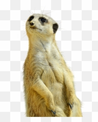 Meerkat Isolated Zoo Nature Curious - Meerkat Png Emoji,Levels Of Emotion In Zoo Animals