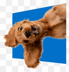The Online Dog Trainer From Doggy Dan - Rover Dog Emoji,The Far Side Dog Emotions