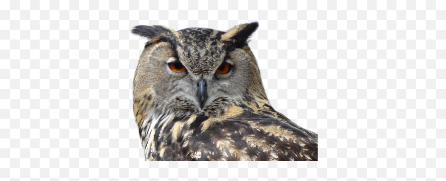 Angry Red Eyed Owl Images Free - Owl Png Emoji,Screech Emoji