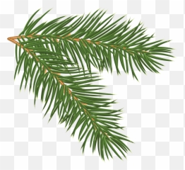 Pine Branches - Pine Branch Png Emoji,Pine Branch Emoji