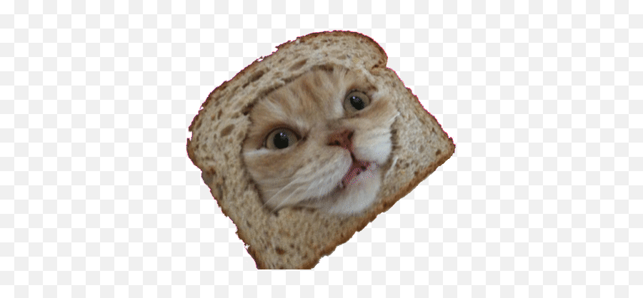 Top Stickers For Android U0026 Ios Gfycat - Funny Bread Cat Gif Emoji,Ios Wheat Emoji