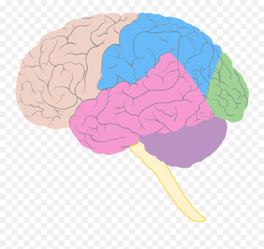 Brain Side Veiw - Brain Diagram Png Emoji,Emotions Side Of Brain