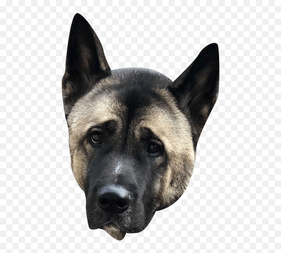 The Ceros Pet Calendar 2021 Digital Edition - Ceros Inspire Northern Breed Group Emoji,Growling Puppy Emoji The Ceros Pet Calendar 2021 Digital Edition - Ceros Inspire Northern Breed Group Emoji,Growling Puppy Emoji