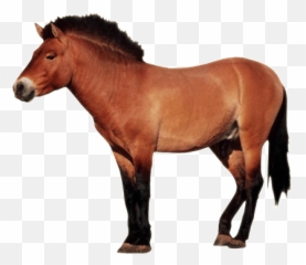 Free Farm Animal Animations - Horse Clipart Farm Animals Emoji,Cat Cow Horse World Emoji