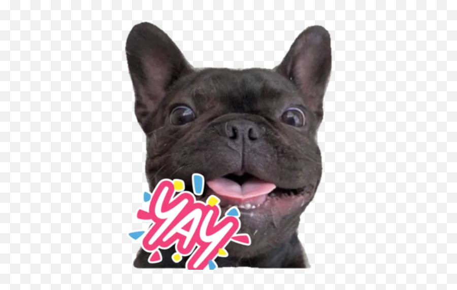 Ffgg By You - Sticker Maker For Whatsapp Emoji,French Bulldog Emojis