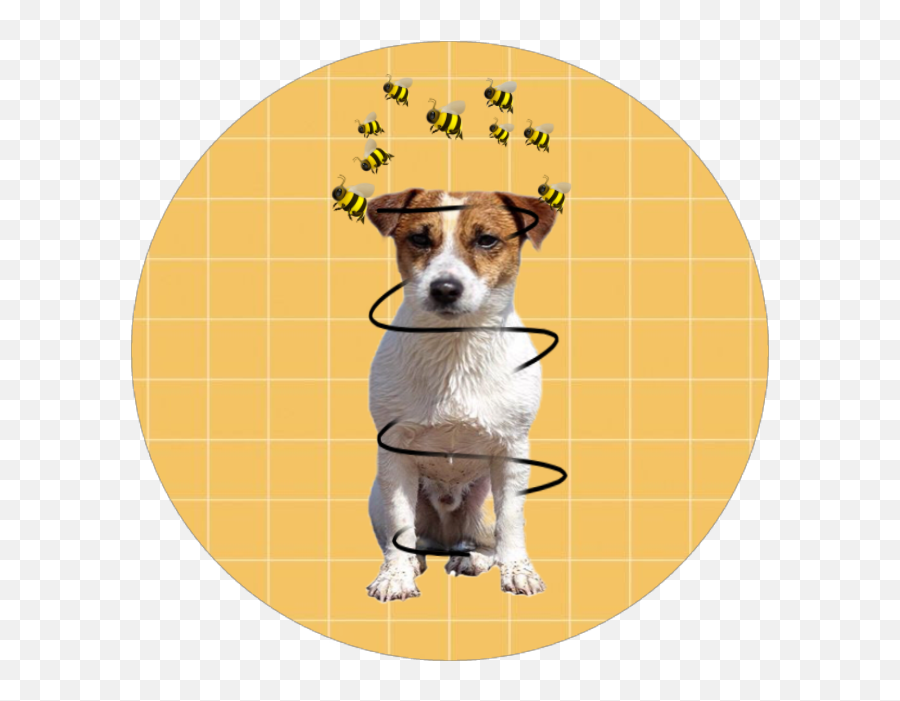 Jackrussell Sticker - Collar Emoji,Jack Russell Emoji