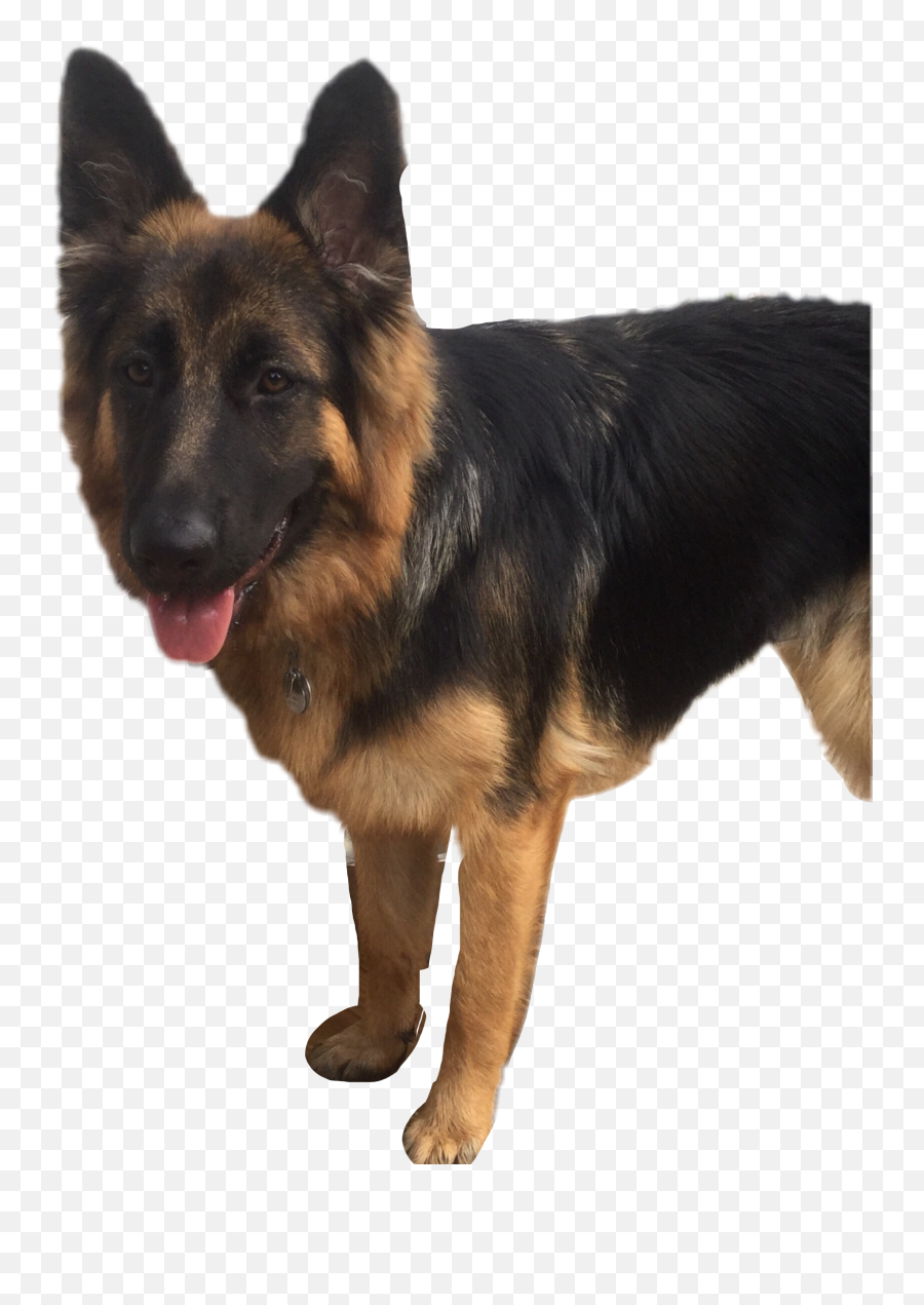The Most Edited Shepherd Picsart - Vulnerable Native Breeds Emoji,Shepherd Emoji
