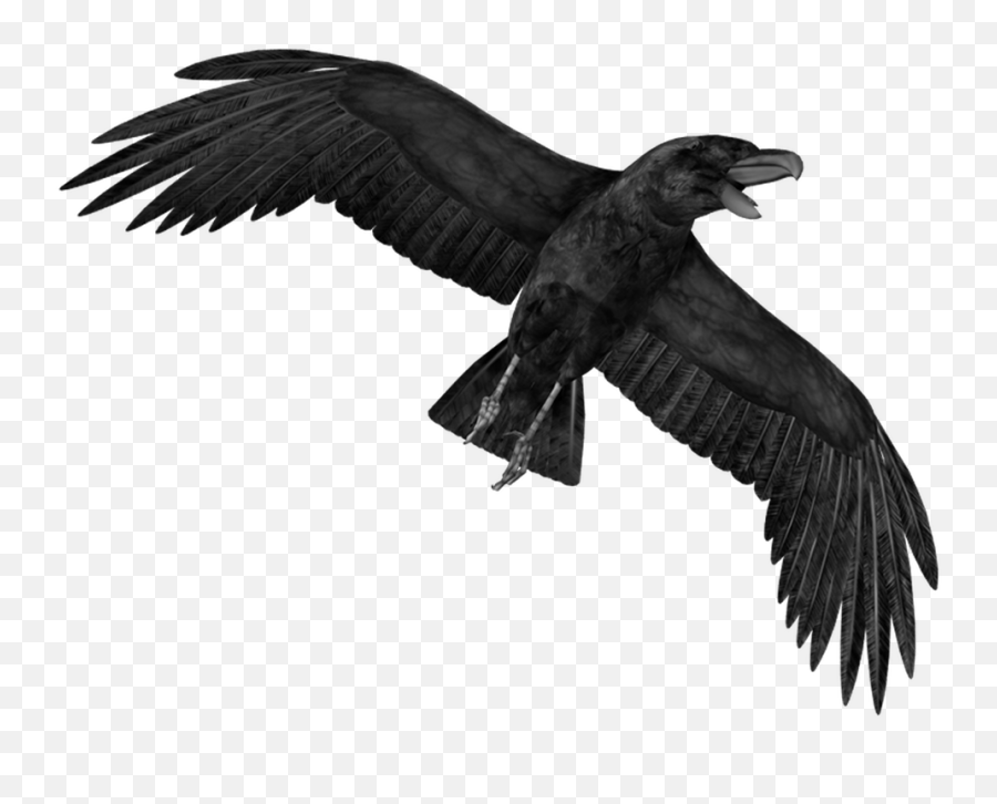 Animal Png - Whonaa Transparent Crow Png Emoji,Crow Emoji