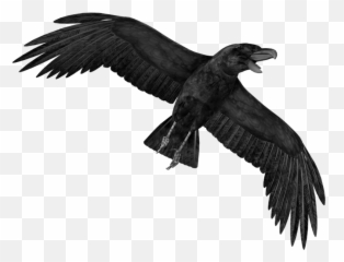 Animal Png - Whonaa Transparent Crow Png Emoji,Crow Emoji