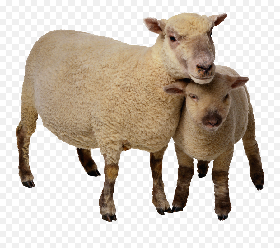 Sheep Face Png - Lamb Png Emoji,Lamb Emoji