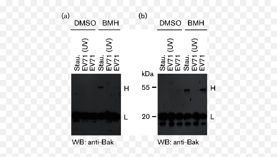 Enterovirus 71 Induces Apoptosis By Directly Modulating The - Dot Emoji,International Qq Emoticon Package Download