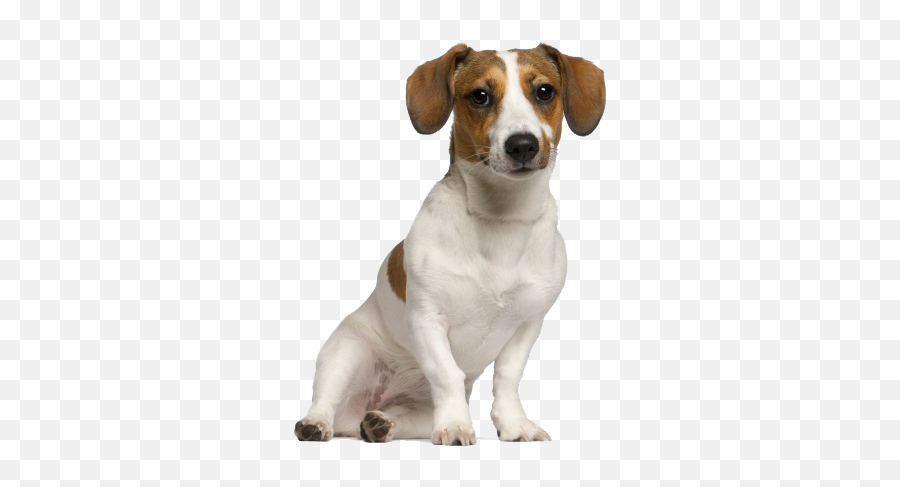 Jack Russell Terrier Png Pic - Jack Russell Dog Png Emoji,Terrier Dog Emoji Png