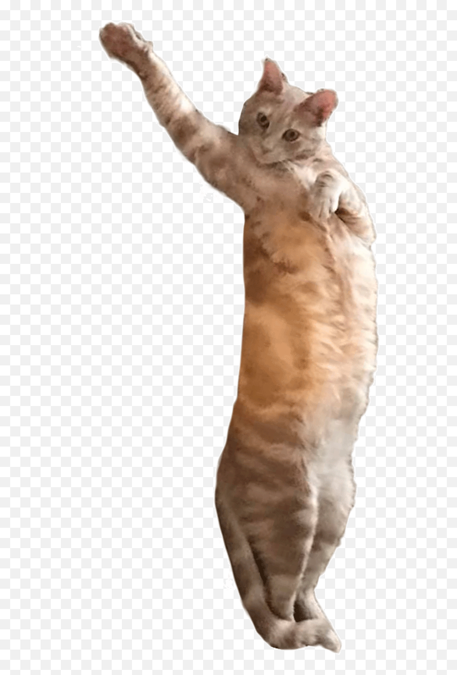 Dancing Cat Gif Birthday - Dancing Cat Png Gif Emoji,Dancing Cat Emoticon Tumblr