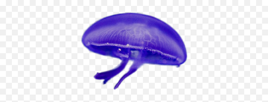 Shallow Focus Photography Of Purple Jellyfish Transparent Emoji,Downloadable Emoticons Jellyfish