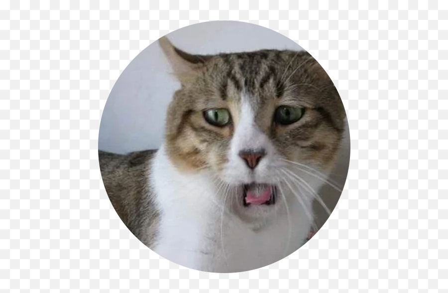 Telegram Sticker From Pack Emoji,Cat Clinging Emoji