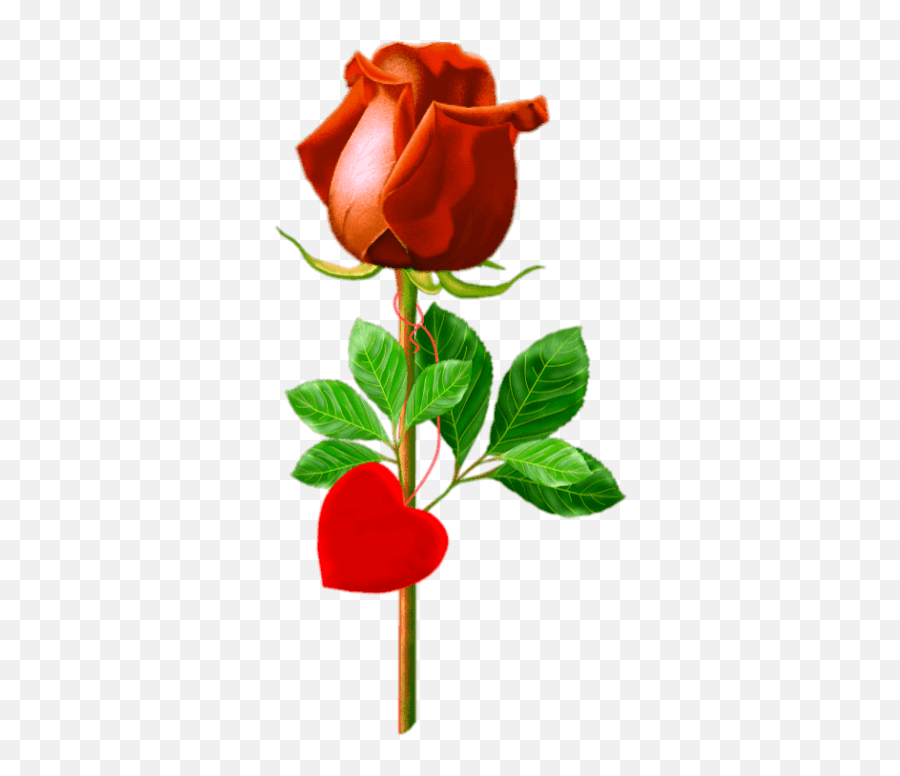 Red Rose Png U0026 Transparent Download Finetech Raju Emoji,Pretty Rose Emoji