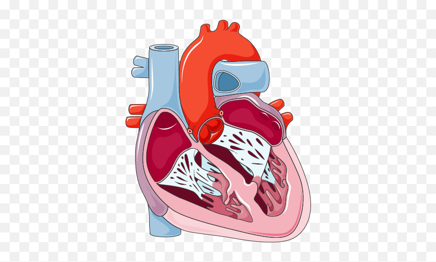 Heart Archives - Page 4 Of 7 Servier Medical Art Emoji,Anatomy Heart Emoji