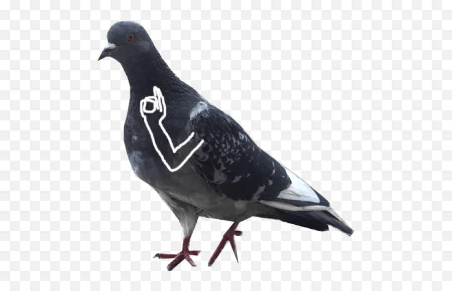 Sticker Maker - The Pigeon Memes Emoji,Pigeon Emoji