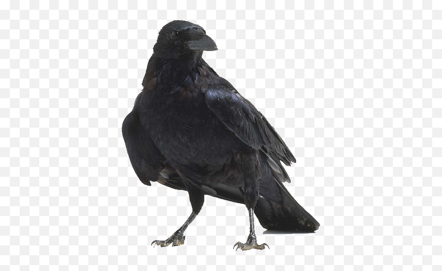 American Crow Bird Anatomy Raven - Raven Png Download 512 Emoji,Raven Emojir