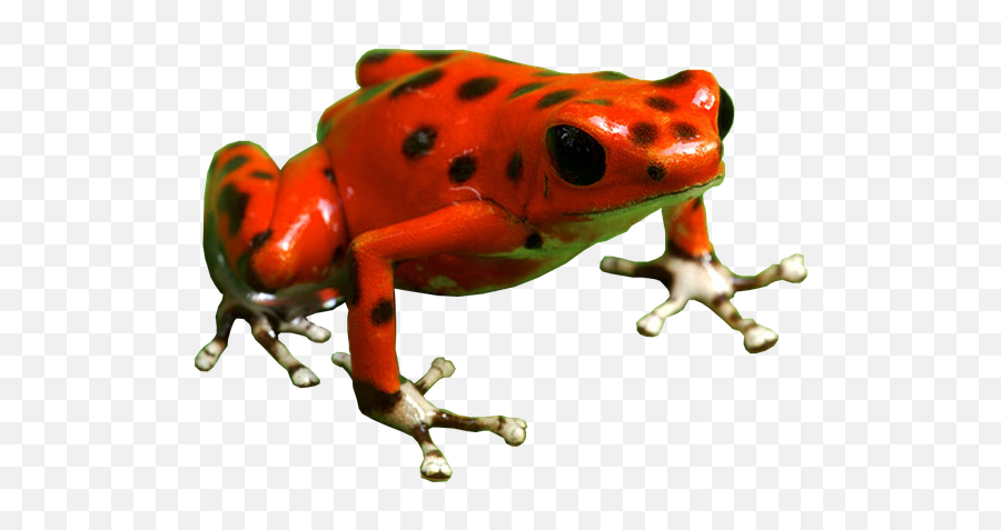 Iucn Red List Species Have Names That - Poison Dart Frog Png Emoji,List Of Emotions